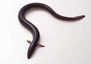 岡山県津山市発のお弁当店「つるや」の魅力と特徴を徹底解説