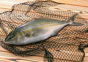 歌舞伎町で憧れの仕事に挑戦しよう！