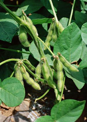 充実したサービスのある断食の施設です