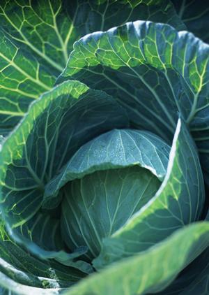 お祝い菓子を取り扱う老舗について